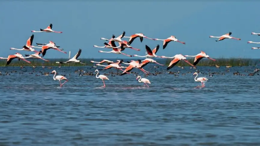 Chilika Lake
